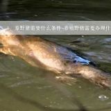 养野猪需要什么条件 养殖野猪需要办理什么,请专业的告诉我养野猪需要那些条件