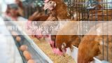 在四川乐山地区养什么鸡最好,四川养什么鸡比较好养？