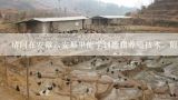 请问在安徽六安那里能学到野猪养殖技术，附近也行…,棉花价格多少钱一斤
