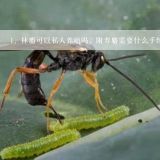 林麝可以私人养殖吗，附养麝需要什么手续