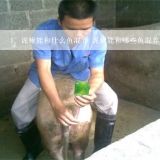 泥鳅能和什么鱼混养 泥鳅能和哪些鱼混养,泥鳅和什么鱼混养最佳？