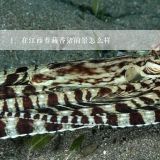 在江西养藏香猪前景怎么样,藏香猪适合什么地方养？