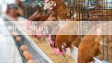 最好是喂鸡什么?使它长得又快又健康,养鸡怎样才可以节约成本又长得快喂鸡吃什么饲料长得快？