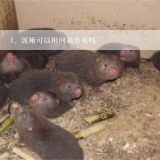 泥鳅可以用网箱养殖吗,深水可以用网箱养殖泥鳅吗？、跪求真成的回答