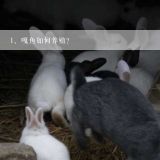 嘎鱼如何养殖？,嘎鱼是什么鱼，如何养殖？