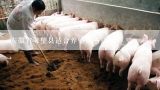 安徽省灵璧县适合养殖那些猪种
