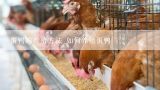 蛋鸭的养殖方法 如何养殖蛋鸭,蛋鸭养殖方法 蛋鸭怎么养殖