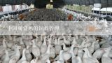 中国观赏鸡的饲养管理,养鸡用什么饲料好？