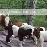 豪猪的养殖方法 豪猪怎么养殖,豪猪怎么养殖