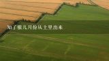 知了猴几月份从土里出来,知了猴什么时候出土