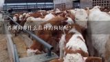 肉食狗什么品种最好?养肉狗养什么品种的狗好呢？