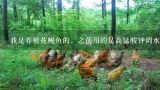 什么是鳗鱼土池养殖方法简述,鳗鱼养殖环保怎么申请？