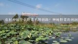 农村种植什么野菜不愁销路？种植野菜的利润大吗？