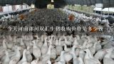 今天河南漯河双汇生猪收购价格是多少钱一斤