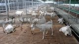 上海有肉兔养殖厂吗？广东哪有兔子养殖场？