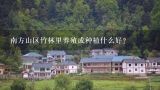 南方山区竹林里养殖或种植什么好?南方山区竹林里养殖或种植什么好?