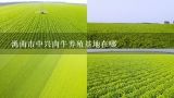 吉林省肉牛养殖最密集地方 是哪个市,吉林省有多少家安格斯牛养殖基地