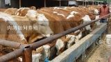 肉鸽如何养殖,肉鸽养殖技术教程