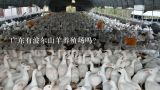 广东有波尔山羊养殖场吗?如何选购山羊，在南方可以养殖哪些好的品种？在广东