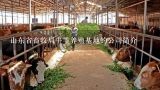 山东省畜牧局牛羊养殖基地的公司简介,[ 供应 ] 肉羊养殖场哪种羊体型最大 哪种羊品种最好