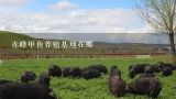 赤峰甲鱼养殖基地在哪