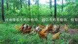 河南豫东斗鸡养殖场，诚信斗鸡养殖场，值得信赖。,山东万事成斗鸡养殖场的介绍