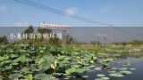 四川成都最大规模的小龙虾养殖基地在哪里？如何养殖小龙虾