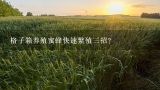 格子箱养殖蜜蜂快速繁殖三招？养蜂视频怎么养蜂蜜最新蜜蜂养殖技术