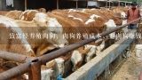 致富经养殖肉狗，肉狗养殖成本，养肉狗赚钱吗,山东省济宁市那有正规肉狗养殖场狗苗怎么卖