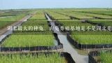 湖北最大的种兔、肉兔养殖基地是不是湖北苑峰兔业？湖北永庆畜牧养殖有限公司怎么样？