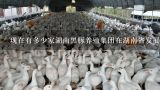 现在有多少家湖南黑豚养殖集团在湖南省发展?