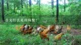 首先什么是珍珠鳖?