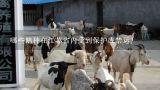 哪些鹅种在江苏省内受到保护或禁运?