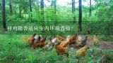 材鸡能否适应室内环境养殖?