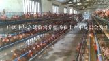 广西中华宫廷黄鸡养殖场在生产中是否会发生环境污染问题吗?