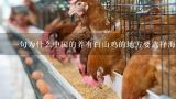 一句为什么中国的养有白山鸡的地方要选择海拔较高气候凉爽的地方来饲养?