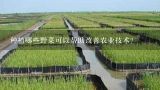 种植哪些野菜可以帮助改善农业技术?