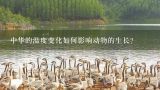 中华的温度变化如何影响动物的生长?