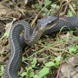 乌梢蛇是保护动物吗？