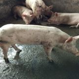 国外养猪的科学增重方法