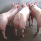 二元母猪养殖技术
