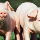 猪瘟流行的主要原因