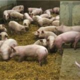 母猪二胎综合征的发生原因，影响这猪场的经济效益！