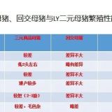 非瘟下三元商品母猪留种方案与营养对策！