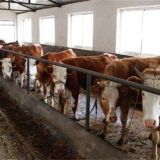 肉牛育肥期如何管理