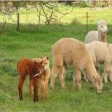 羊驼养殖的方向