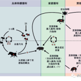 非瘟的传播途径有哪些？