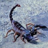 养殖蝎子的九个技巧