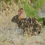 杂交野兔养殖技术(2)