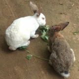 肉兔配种的技术
